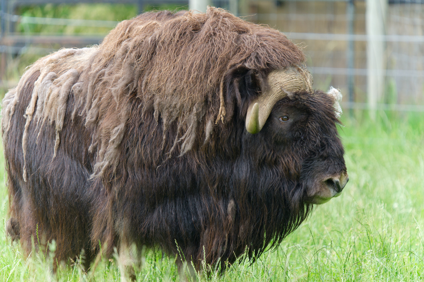 Muskox J4